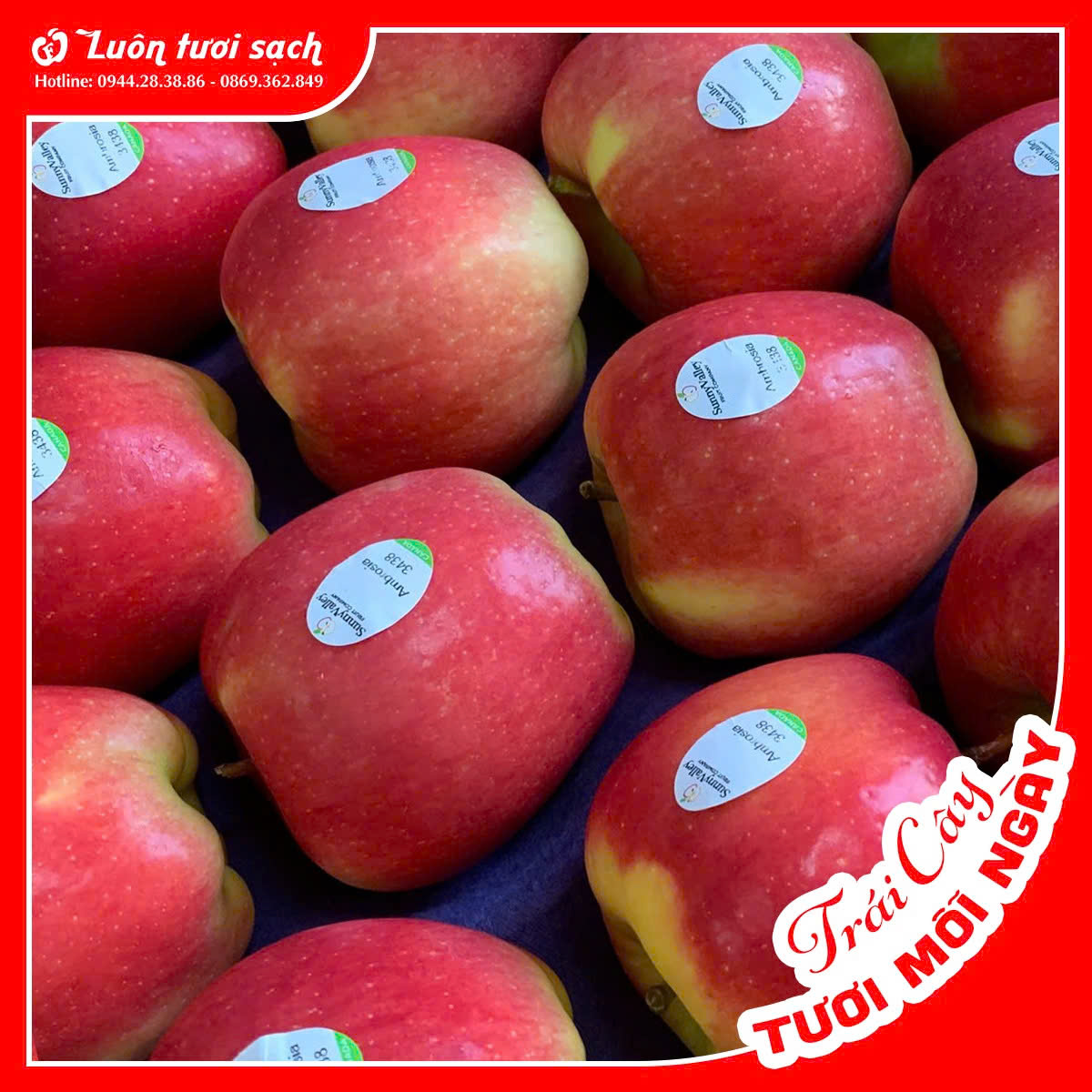 Táo Ambrosia Canada